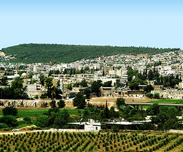 Olivenbäume in Afrin