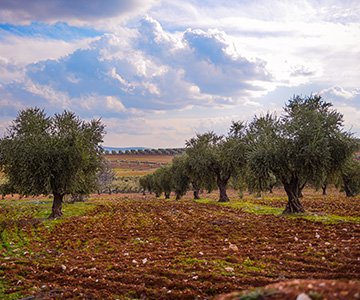 Traditionelle Olivenernte